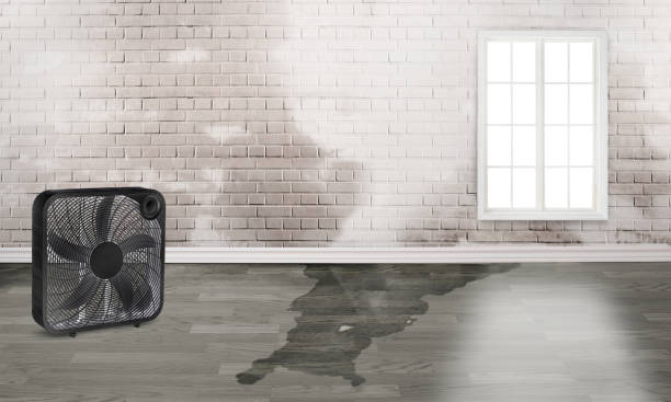 Best Sewage cleanup and water damage restoration  in Pleasant Hill, TX